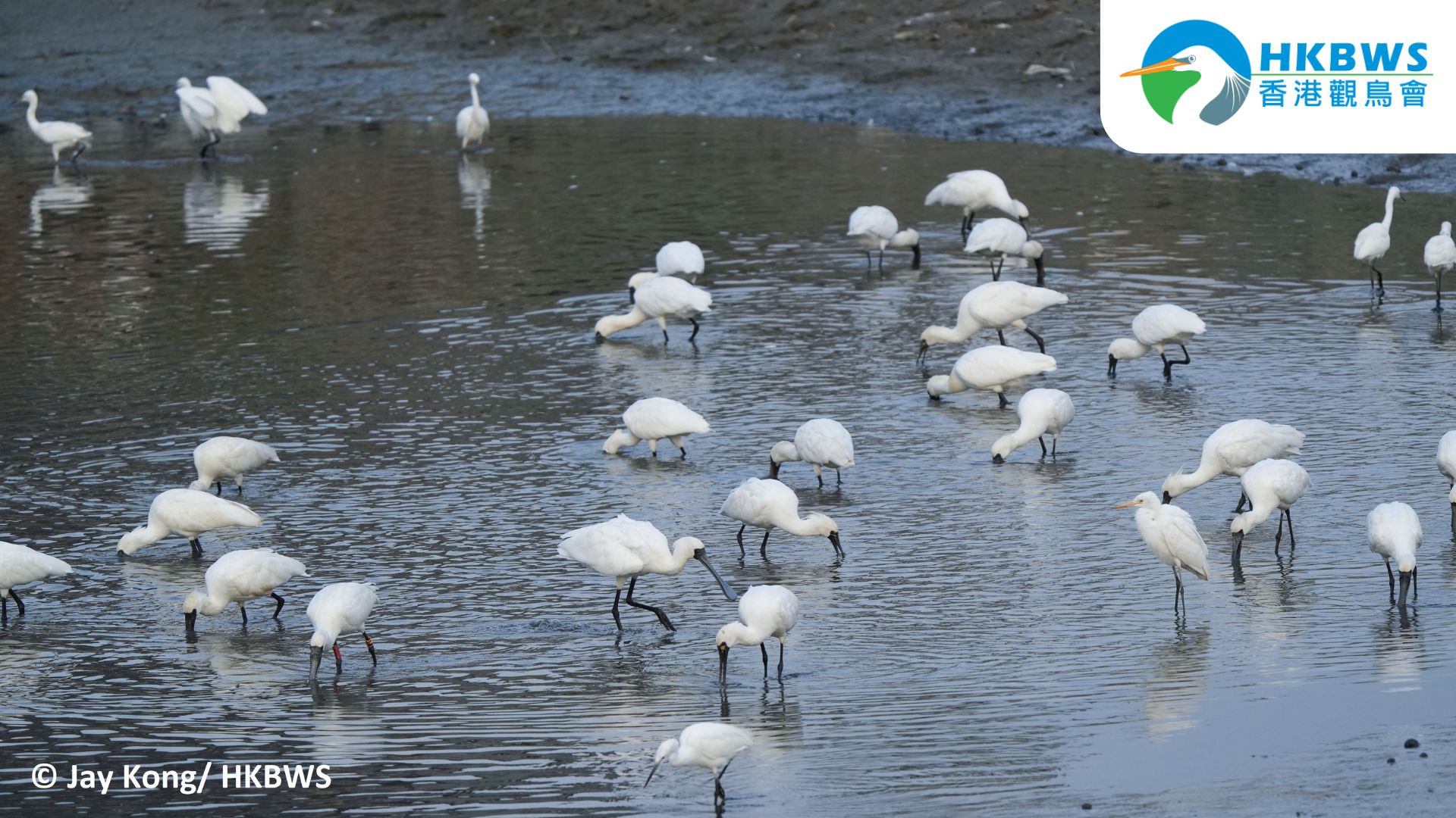 Global population of Black-faced Spoonbill continues to break new ground  while the declining number in Deep Bay arouses concerns over habitat degradation  
