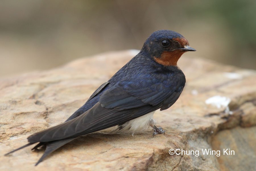 Swallow Research Group