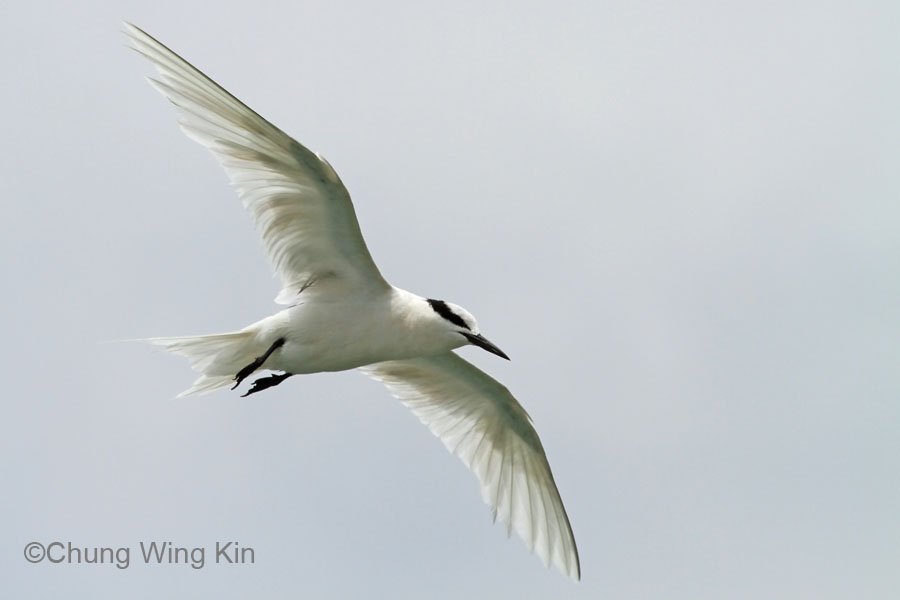 Terns Research Group