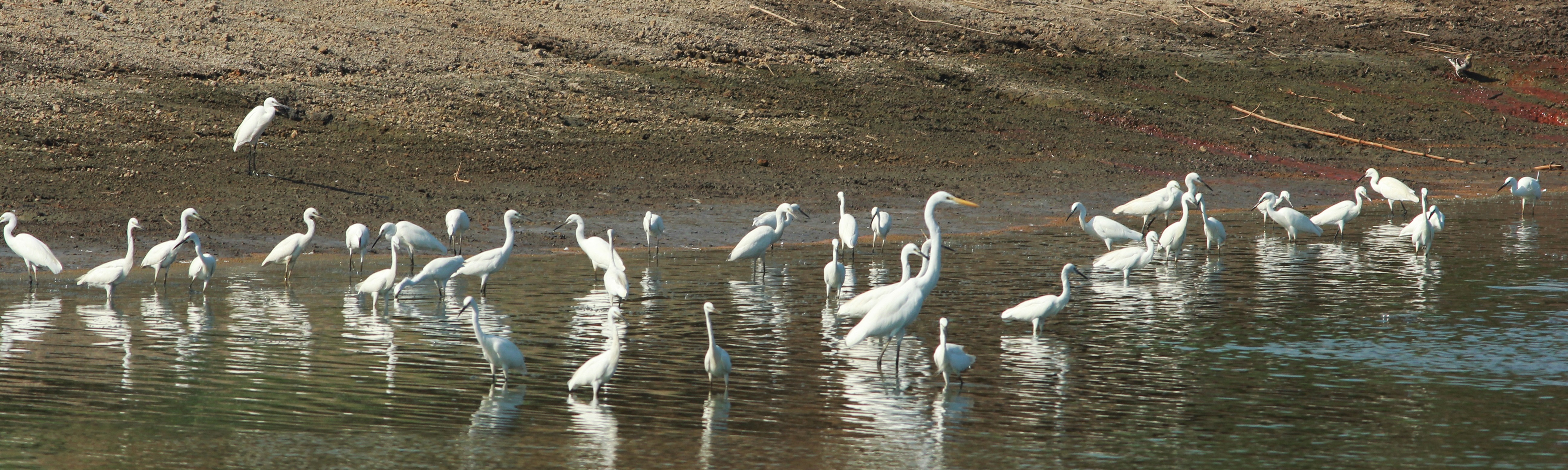 Ecological Value