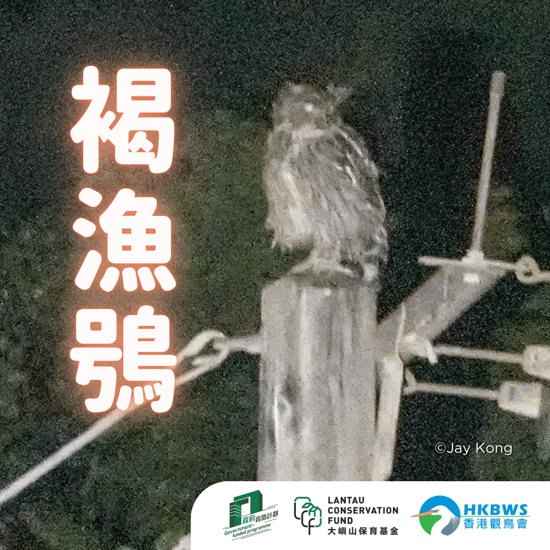 褐漁鴞登場！Wild Brown Fish Owl appeared!