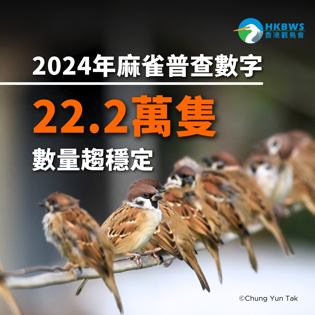 【全港麻雀普查2024】全港麻雀估算逾22萬隻 數量趨穩定 誠邀公眾提交鳥類記錄