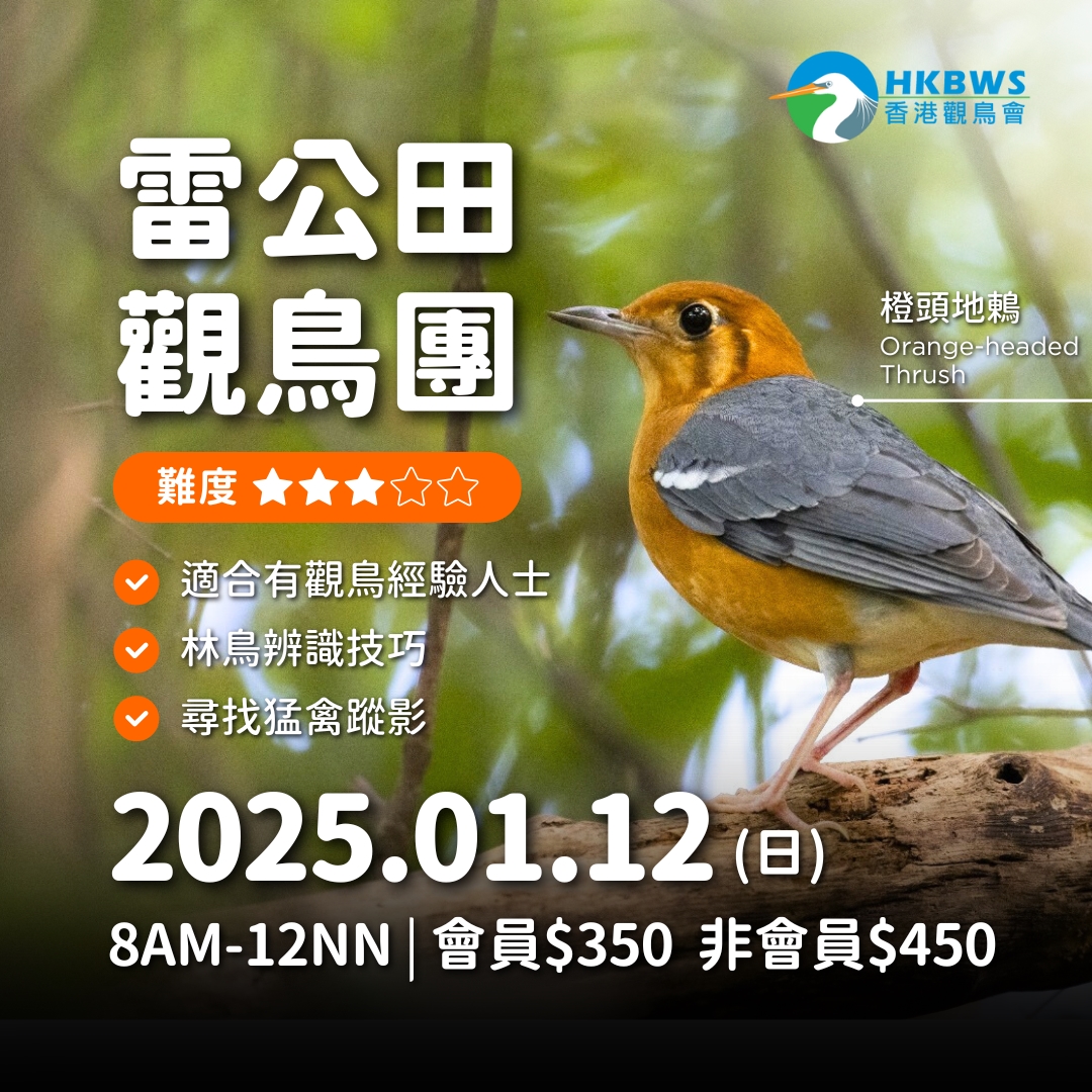 Lui Kung Tin Birdwatching Tour