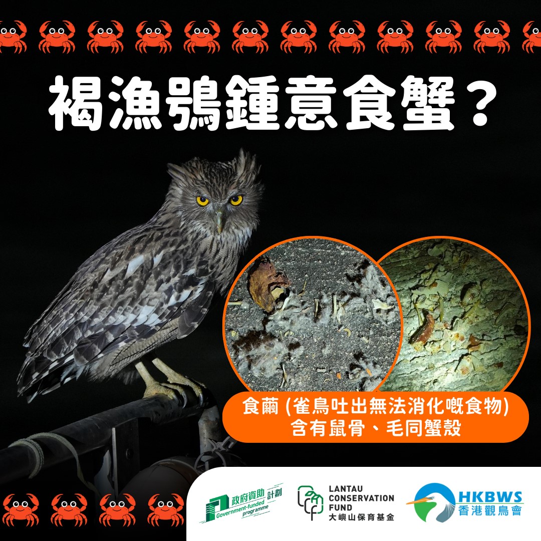 褐漁鴞喜愛吃蟹？Brown Fish Owls actually prefer crabs?