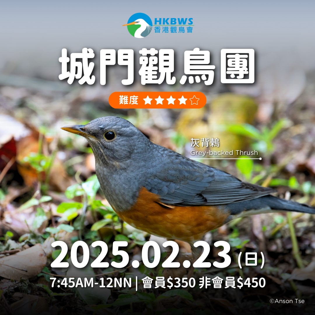 Shing Mun Birdwatching Tour