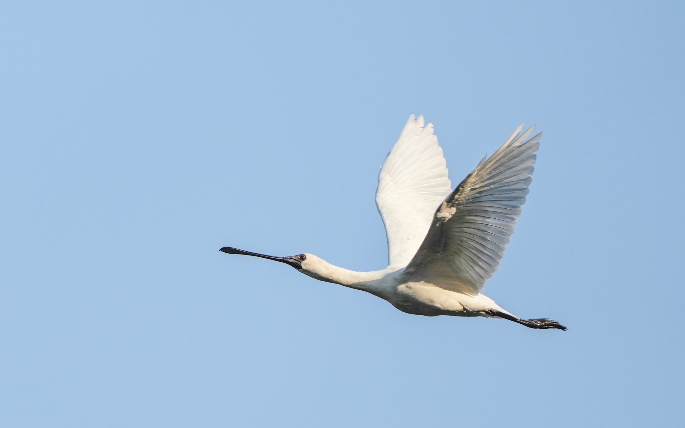01 BFS Jay Kong Hong Kong Bird Watching Society 香港觀鳥會