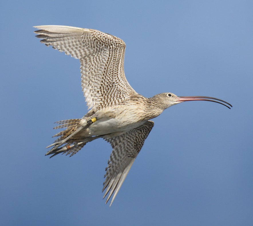 馬來西亞及婆羅洲地區遷徙候鳥追蹤研究 2024/25 Movement and habitat use of threatened migratory shorebirds in Bako Buntal Bay, Malaysian Borneo 2024/25