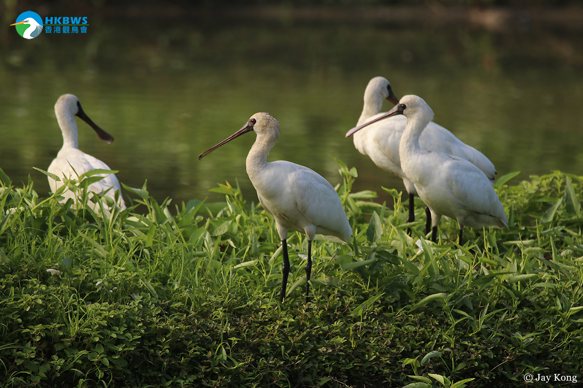 Black-faced Spoonbill population hits record high of 6,000