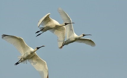 Black_faced_spoonbill.JPG