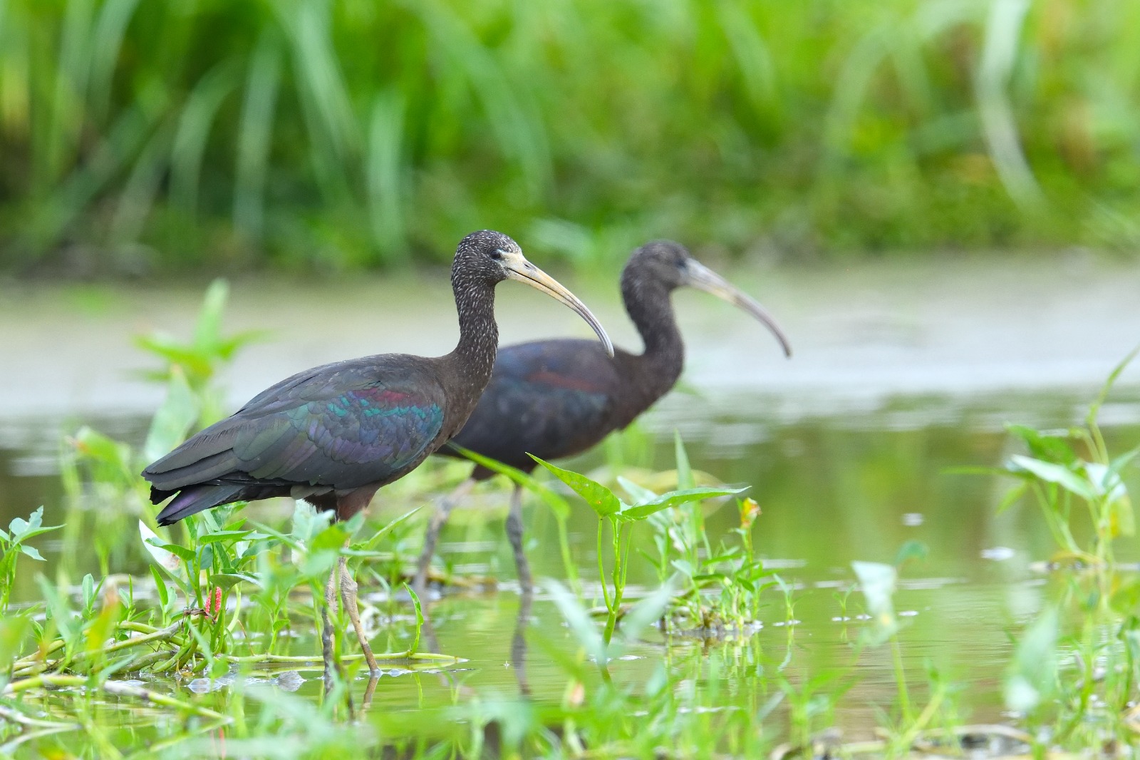 Glossy ibis Kinni Ho