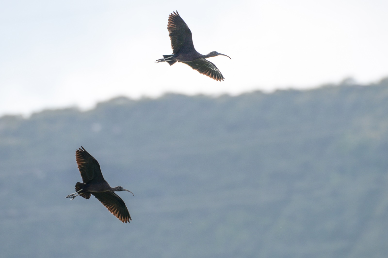 glossy ibis jinpan