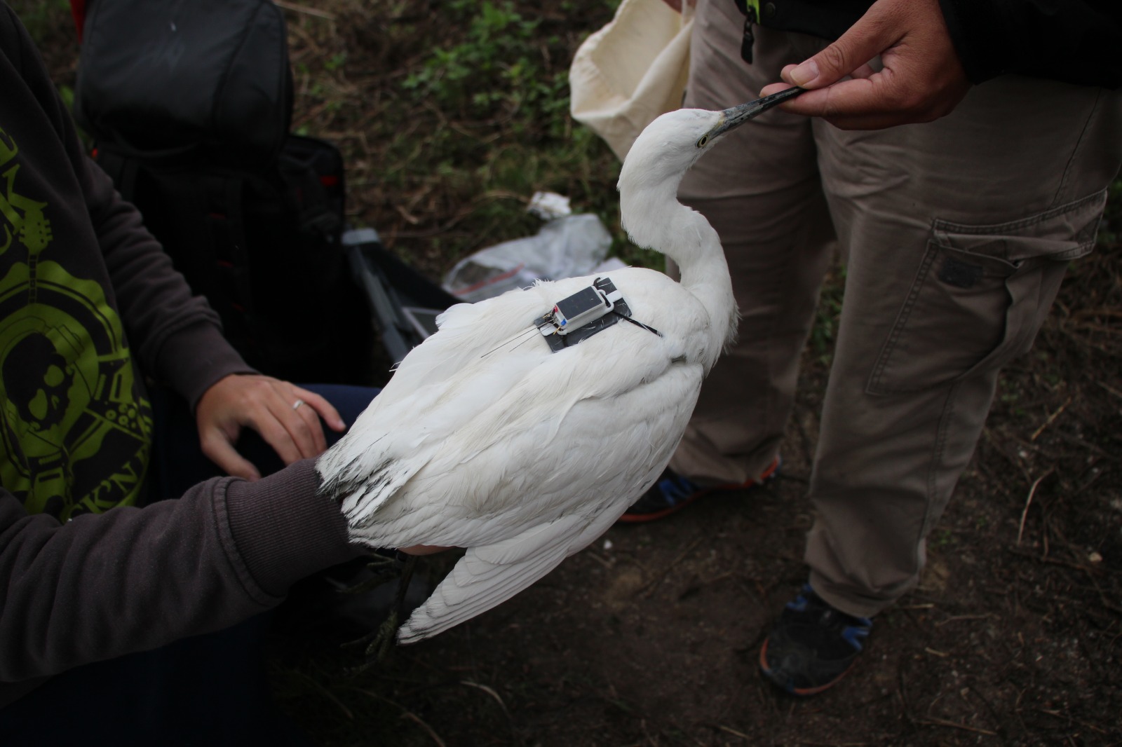 全港首次以｢定位追蹤裝置」追蹤鷺鳥 研究顯示小白鷺活動範圍狹小 保護魚塘濕地極為重要