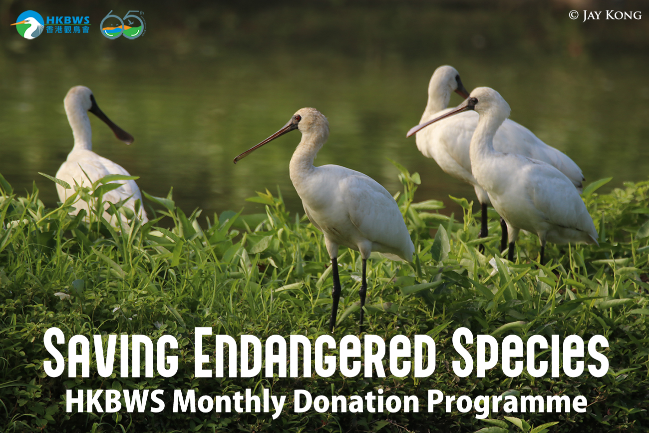 HKBWS Monthly Donation Programme