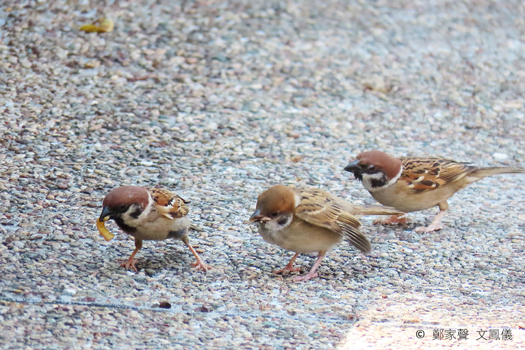 sparrowcensus03