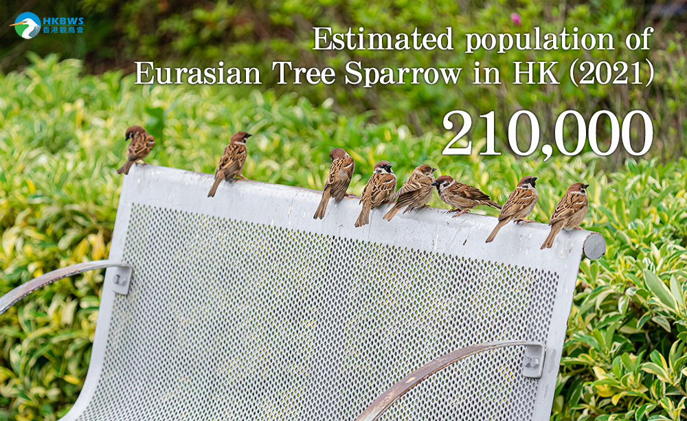 Hong Kong Sparrow Census 2021: Decline in estimated population of Eurasian Tree Sparrow