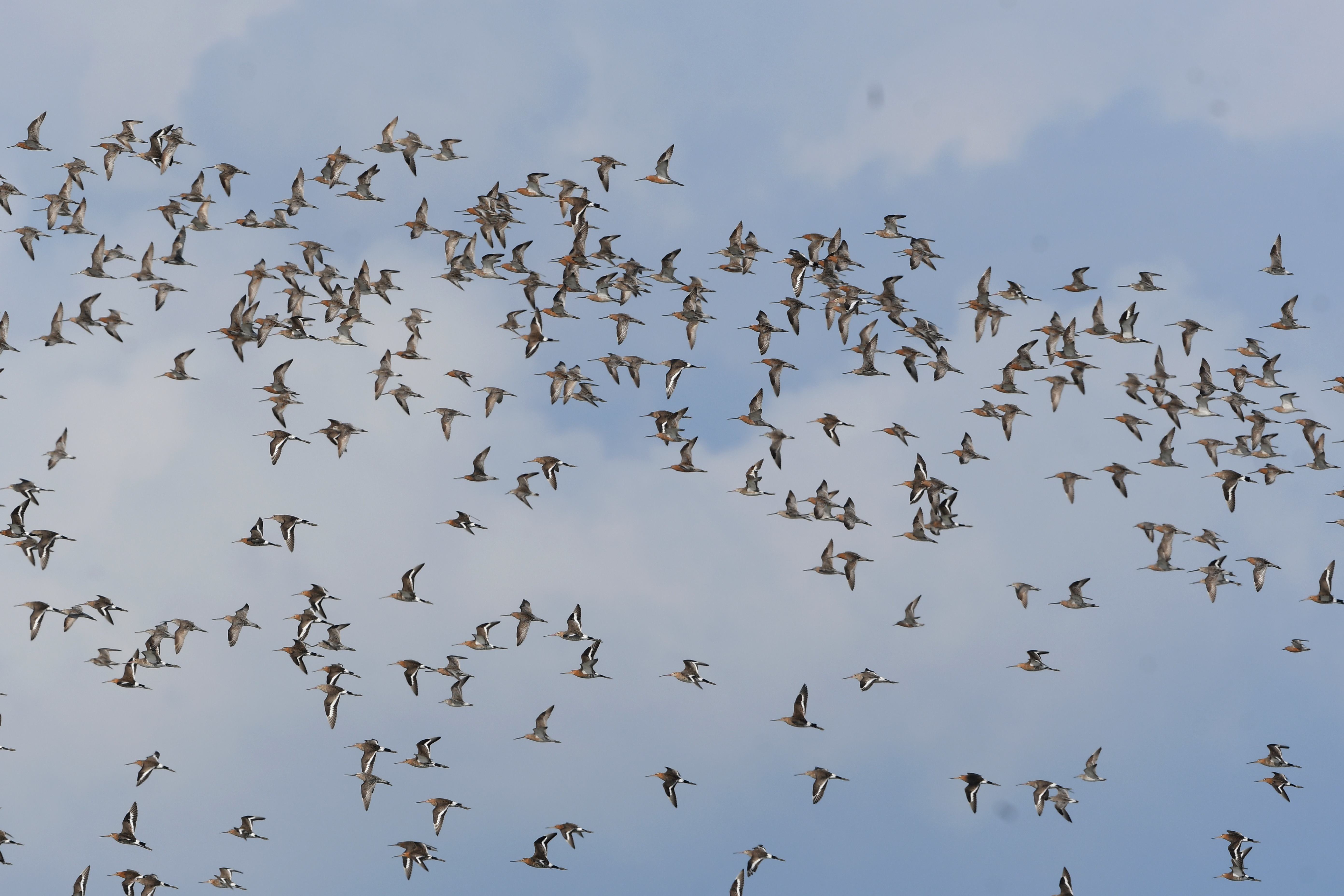 重點鳥區Teluk Air Tawar生物多樣性調查 2024/25 Biodiversity Survey of the Teluk Air Tawar - Kuala Muda 2024/25