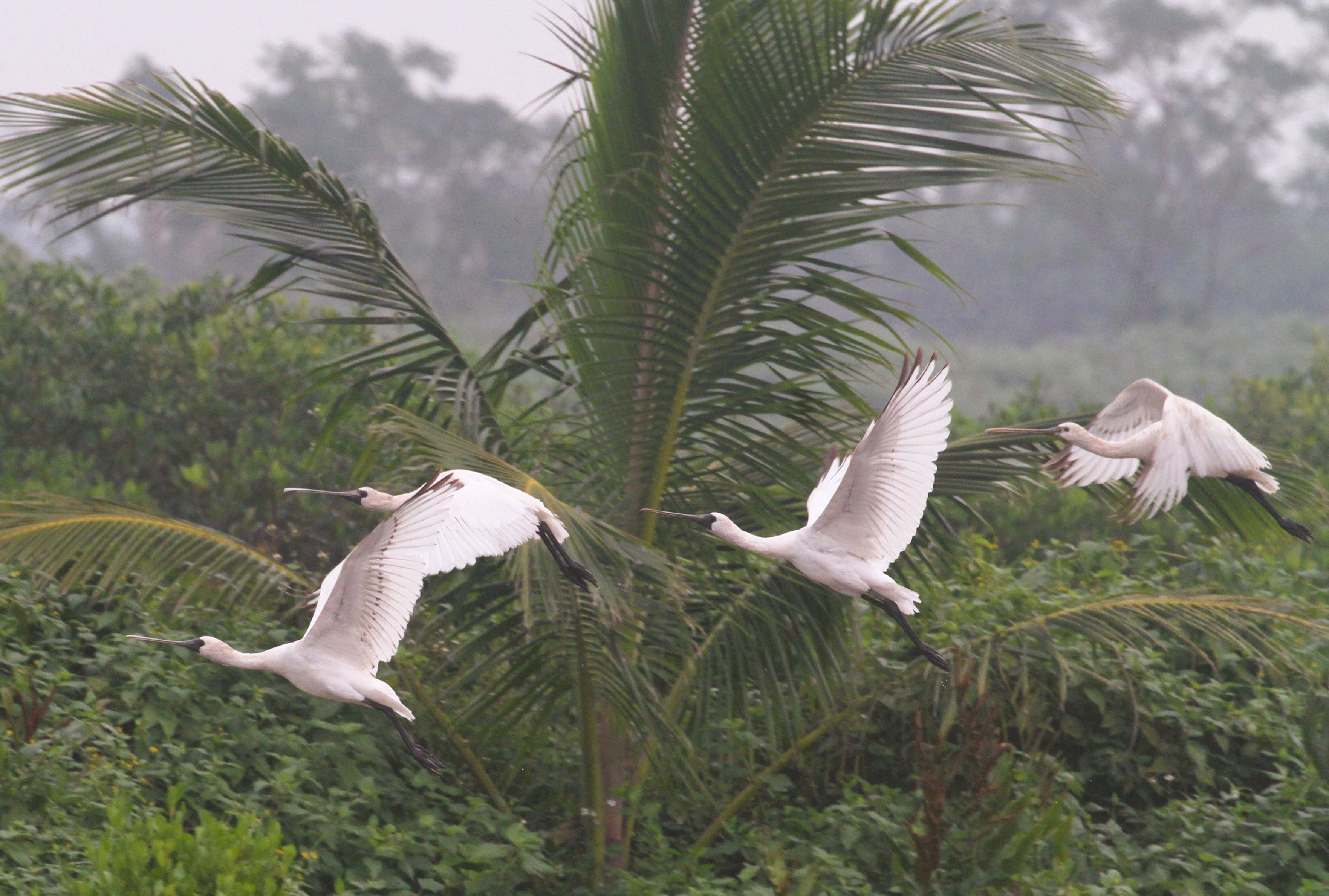越南春水國家公園水鳥研究 2024/25 Waterbird research project in Xuan Thuy National Park, Vietnam 2024/25