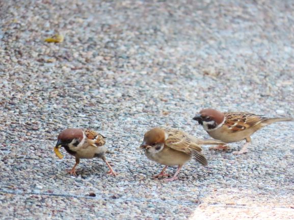 《全港麻雀普查2019》全港麻雀數量回升 突顯麻雀適應市區環境