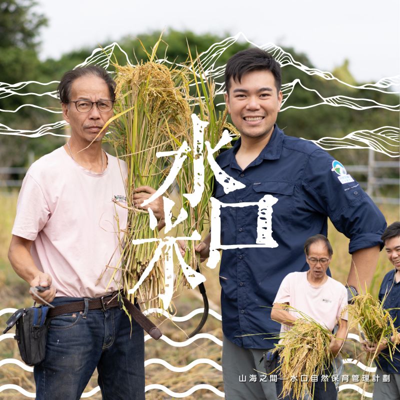 水口米收成！Shui Hau Rice Harvest! 