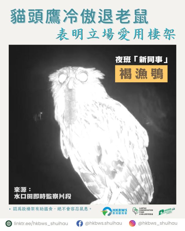 Shui Hau Welcomes a New Night Shift “Employee”? Owl Proudly Drives Out Rodents!