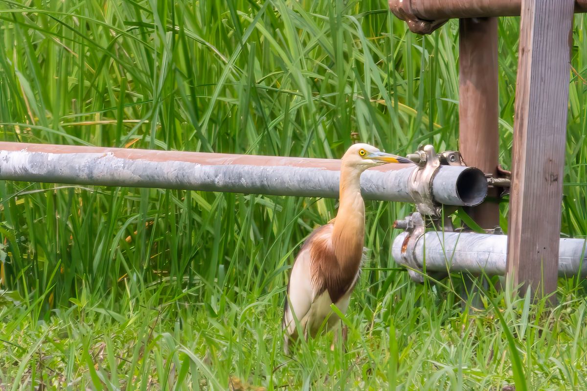 Javan Pond Heron has landed at Shui Hau! 