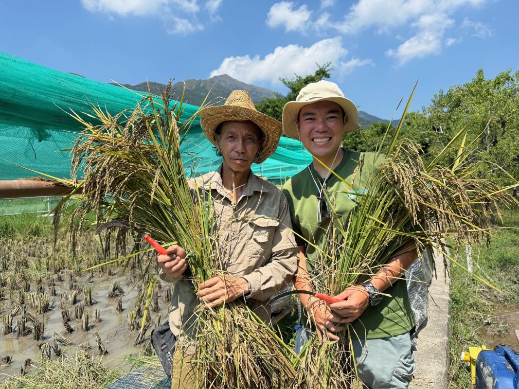 Harvesting Mid-season Black Glutinous Rice!