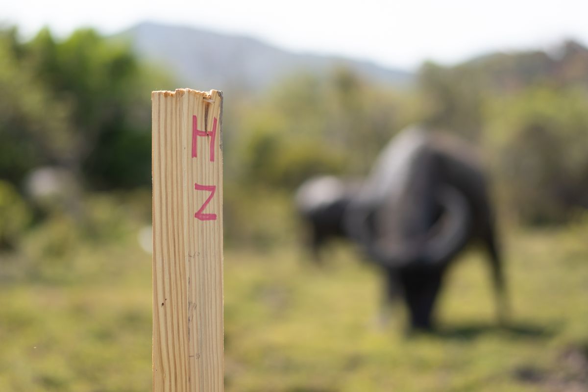 土地測量邊界標記木棍 | Land Survey’s Marked Wooden Poles 