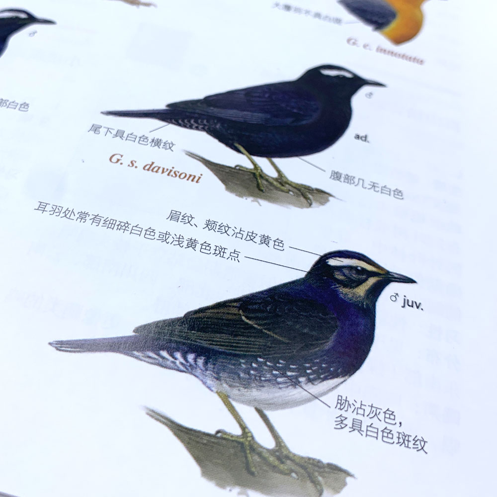 中國鳥類觀察手冊 (簡體中文)