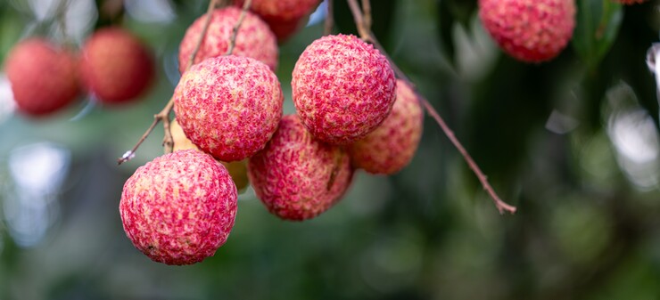 lychee 14